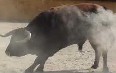 Terceira Bull Fight Images