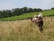 Toscana equestrian tours (イタリア)