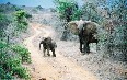 Tsavo National Park Images