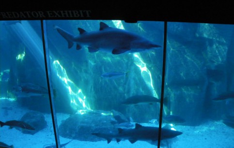  ケープタウン:  南アフリカ共和国:  
 
 Two Oceans Aquarium