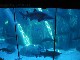 Two Oceans Aquarium (جنوب_أفريقيا)
