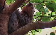 Ленивец Гоффмана в Национальном Парке Корковадо Фото