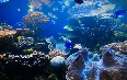 Waikiki Aquarium Images