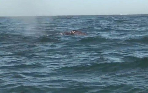  Mexico:  
 
 Whale Encounter in Baja
