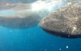 Китовые акулы у берегов Исла-Мухерес Фото