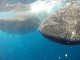 Китовые акулы у берегов Исла-Мухерес (Мексика)