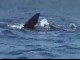 Наблюдение за китами в Германусе