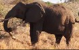 Wild Elephants in Meru Park 写真