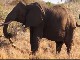 Wild Elephants in Meru Park (كينيا)