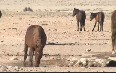 Wild Horses outside Aus 图片