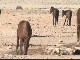 Дикие кони возле Ауса (Намибия)