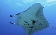 Wild Manta in Queensland 写真