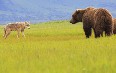 Wildlife Tours in Alaska صور