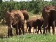 Wildlife in Tsavo East National Park (Kenya)