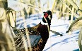 Зимняя охота на фазана в Северной Дакоте Фото