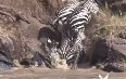 Зебры пересекают реку Мара Фото