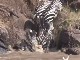Зебры пересекают реку Мара (Кения)