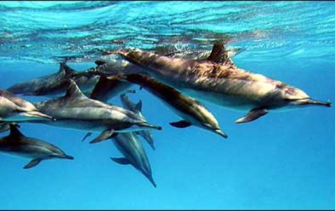 El-Gouna is a perfect place for diving. Crystal clear emerald water, multicoloured coral gardens with exotic marine fauna, cemetry of sunken ships