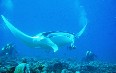 Maldives diving 图片