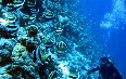 Maldives diving 图片