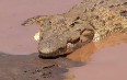 Сrocodiles of Tsavo Images