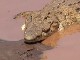 Сrocodiles of Tsavo